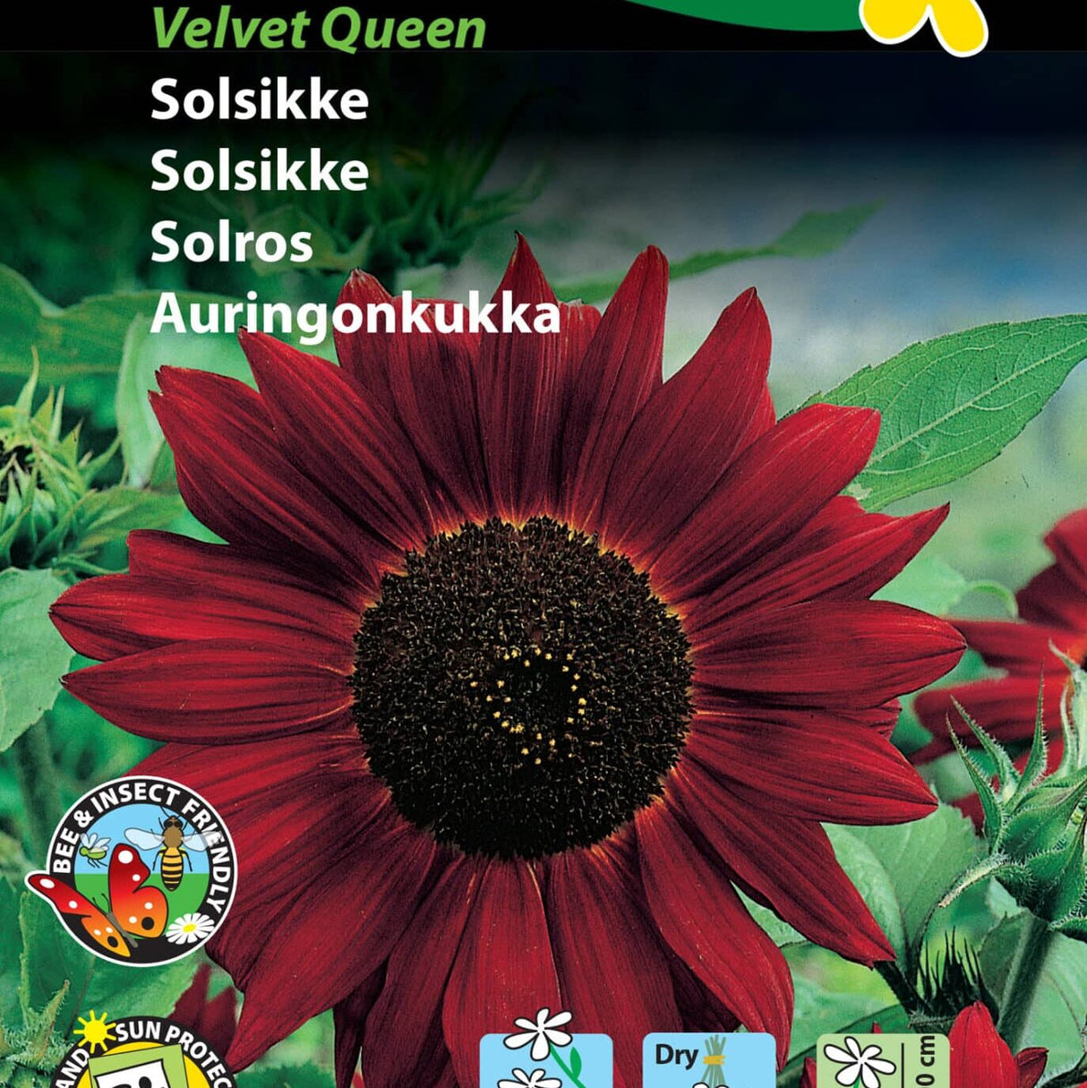 Solsikke 'Velvet Queen' Frø