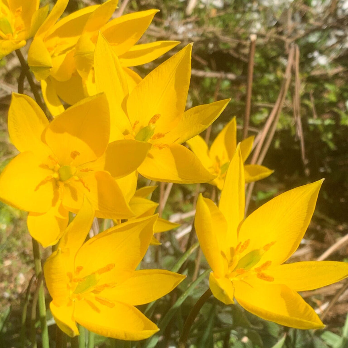 Botanisk tulipan sylvestris