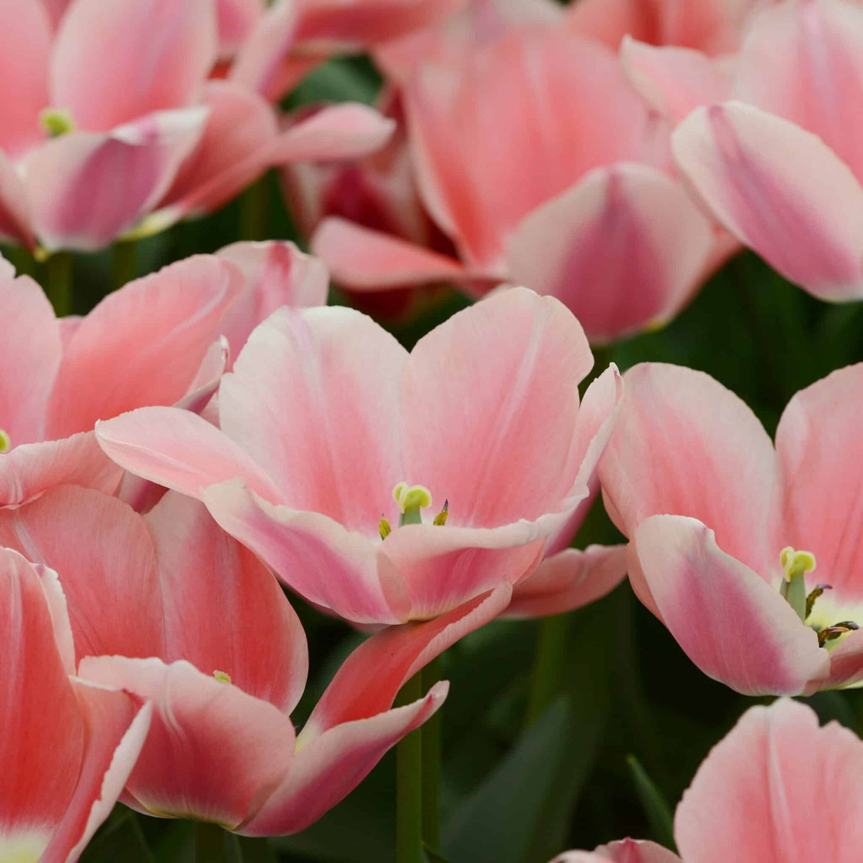 Tulipan 'Apricona'
