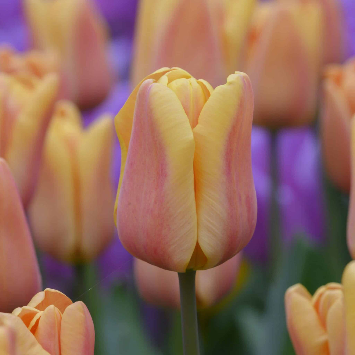 Tulipan 'Apricot Foxx'
