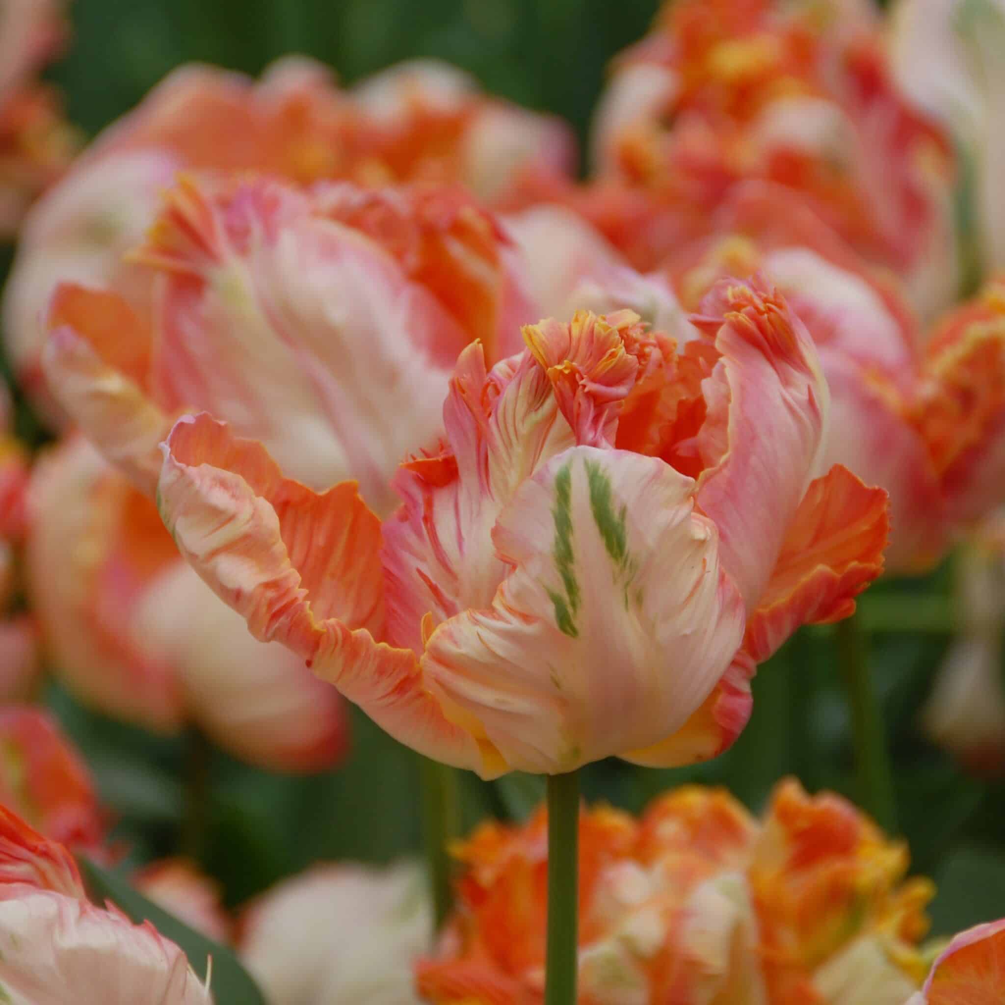 Tulipan 'Apricot Parrot'