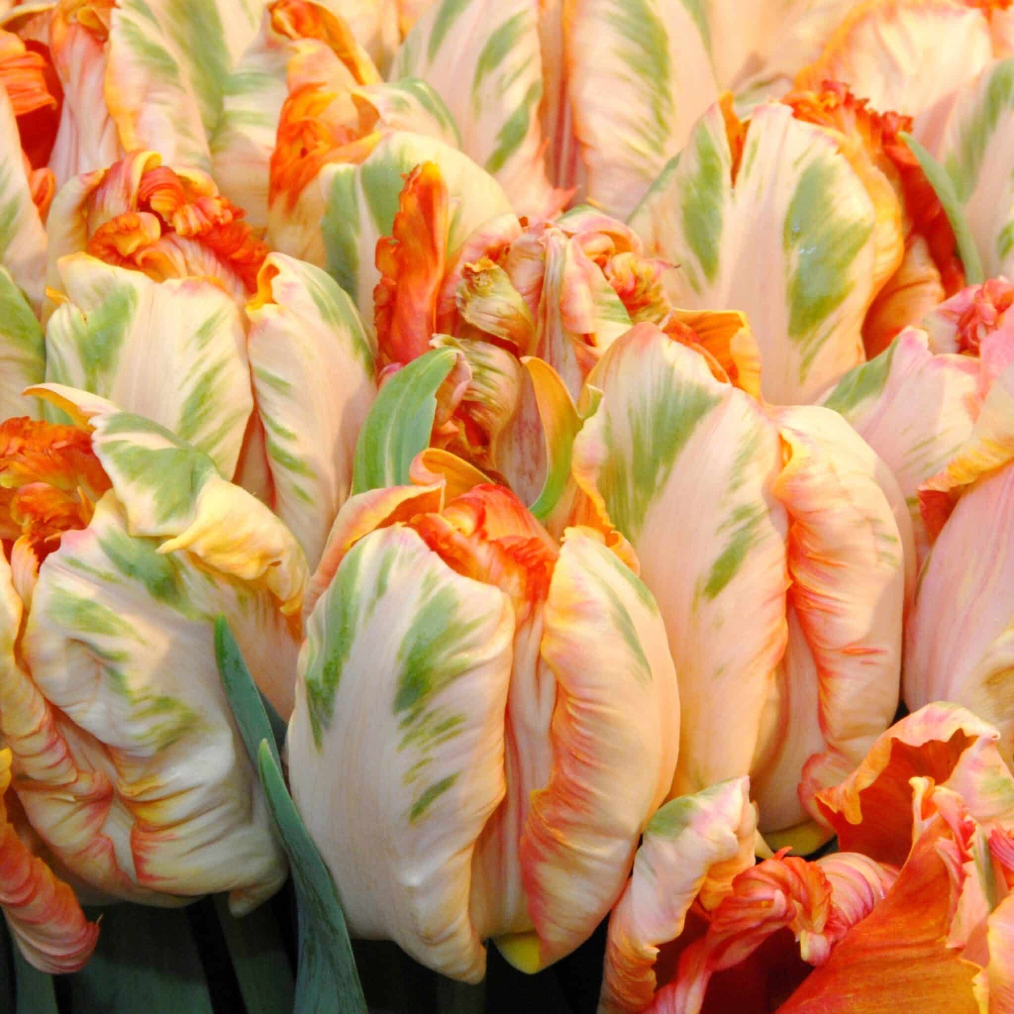 Tulipan 'Apricot Parrot'