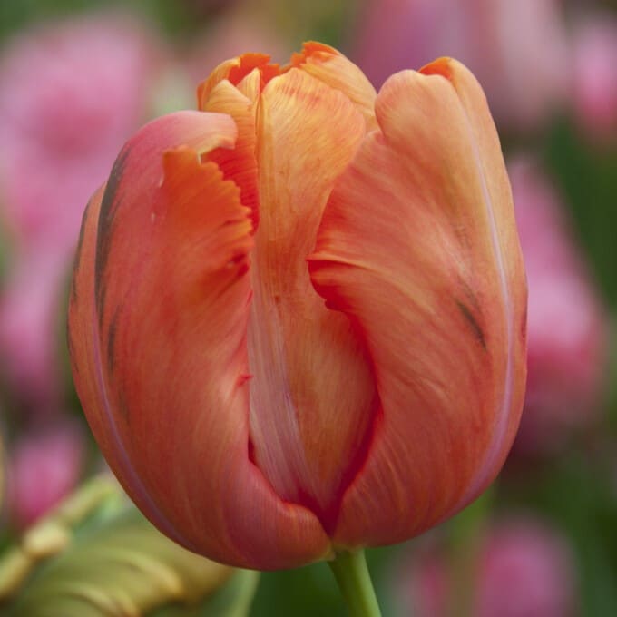 Tulipan 'Avignon Parrot'