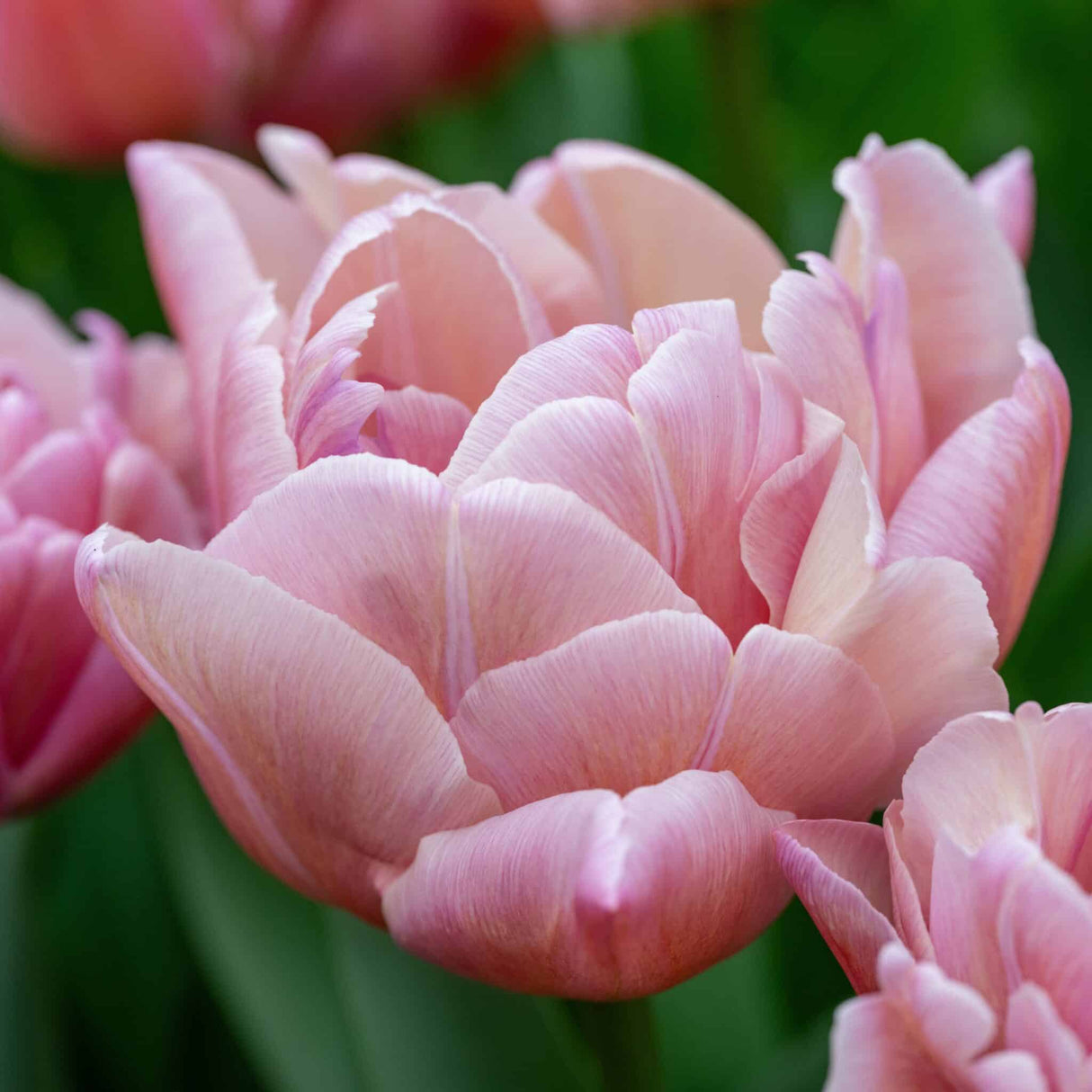 Tulipan 'Beachberry'