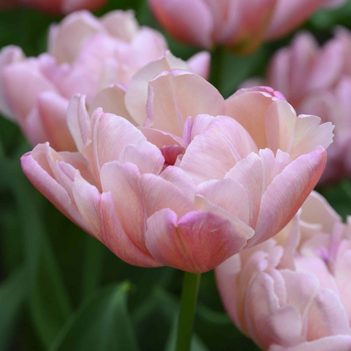 Tulipan 'Beachberry'