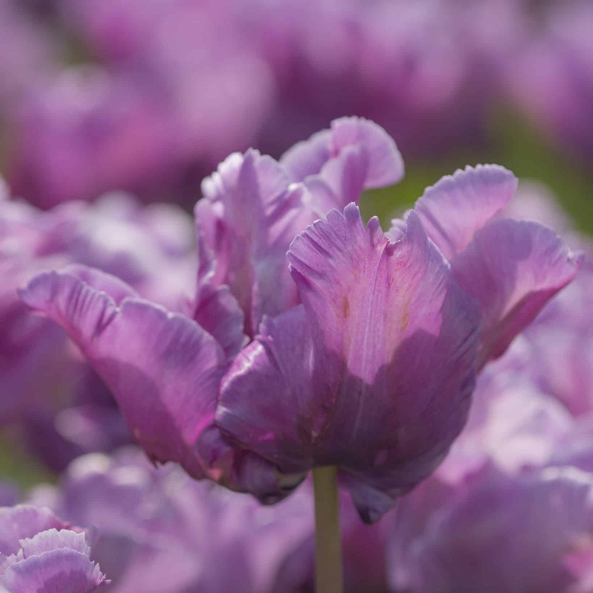 Tulipan 'Blue Parrot'