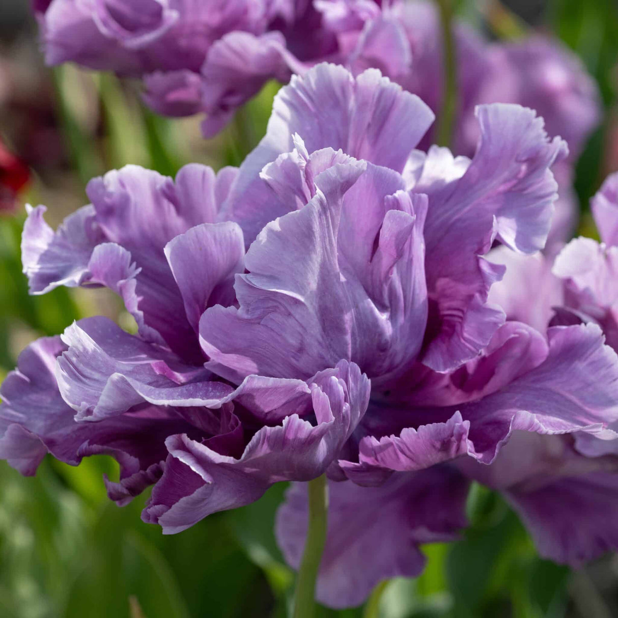 Tulipan 'Blue Parrot'