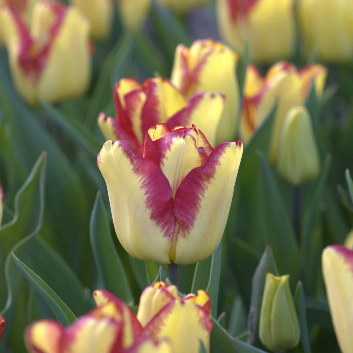 Tulipan 'Cape Town'