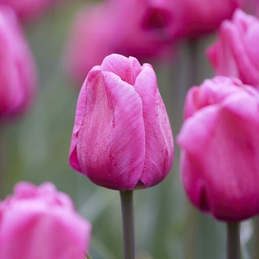 Tulipan 'Carola'