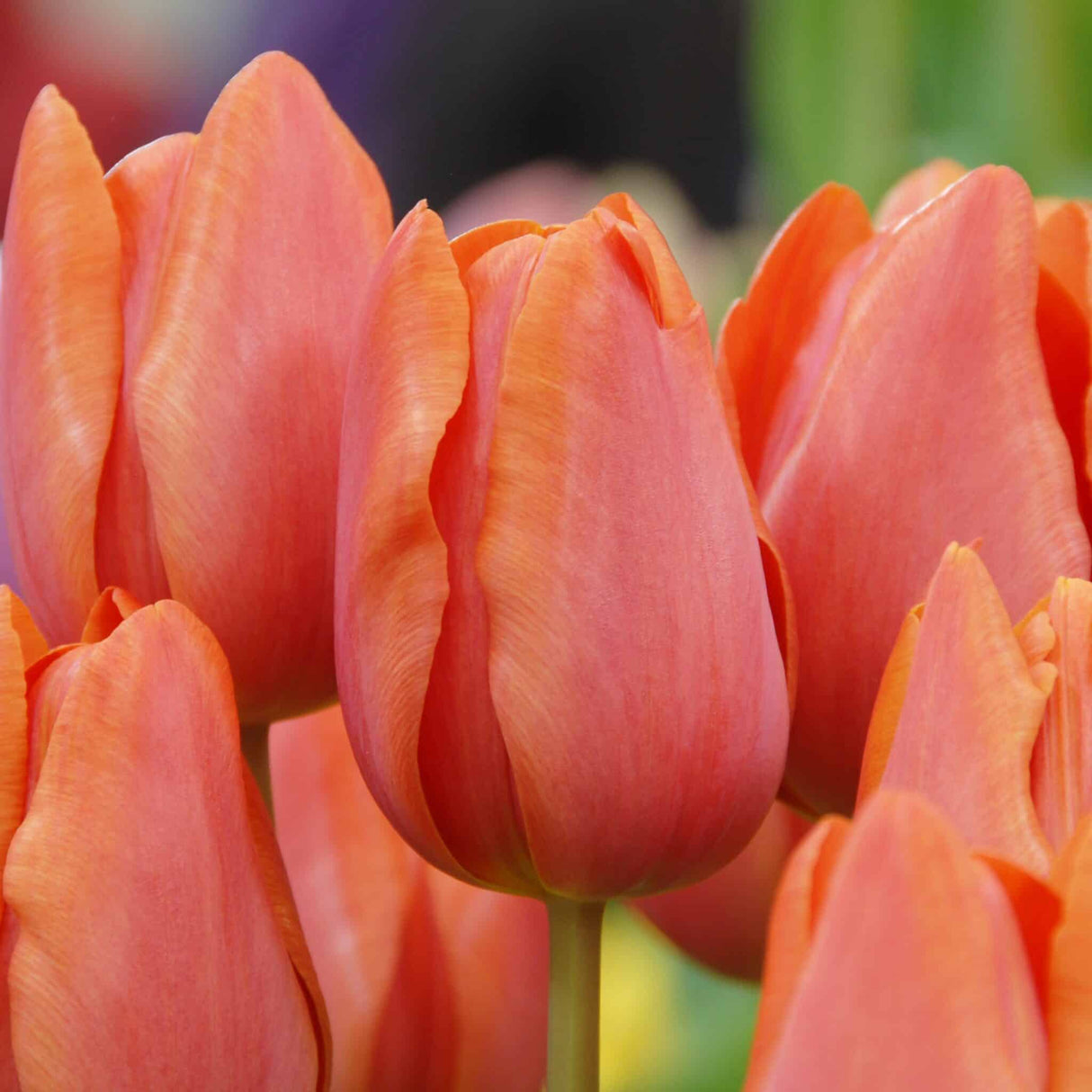 Tulipan 'Charade'
