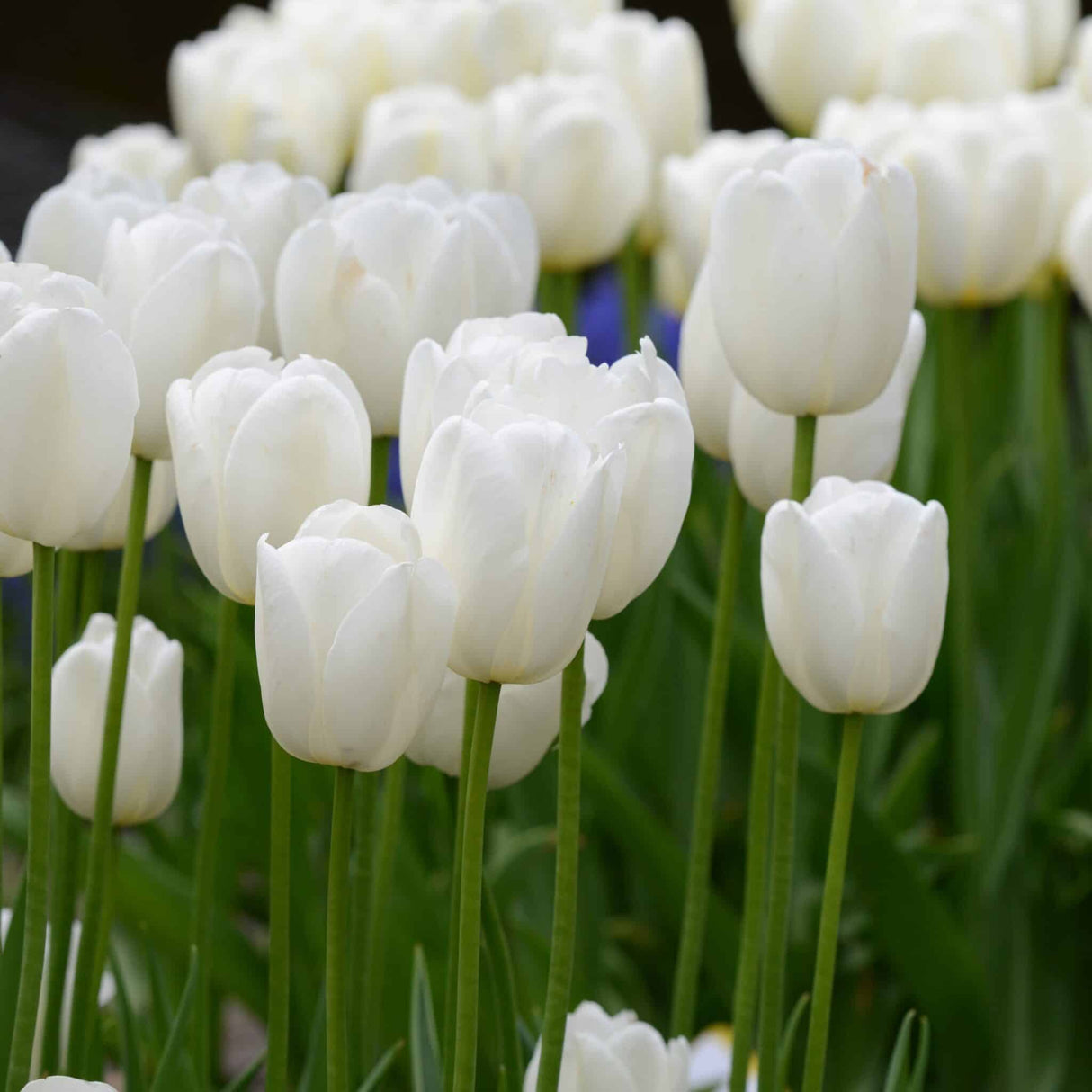 Tulipan 'Clearwater'