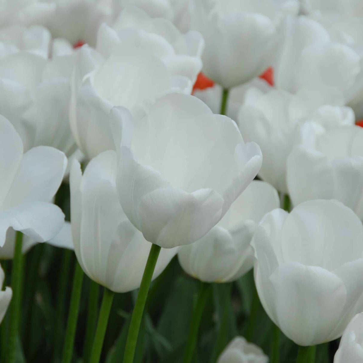 Tulipan 'Clearwater'