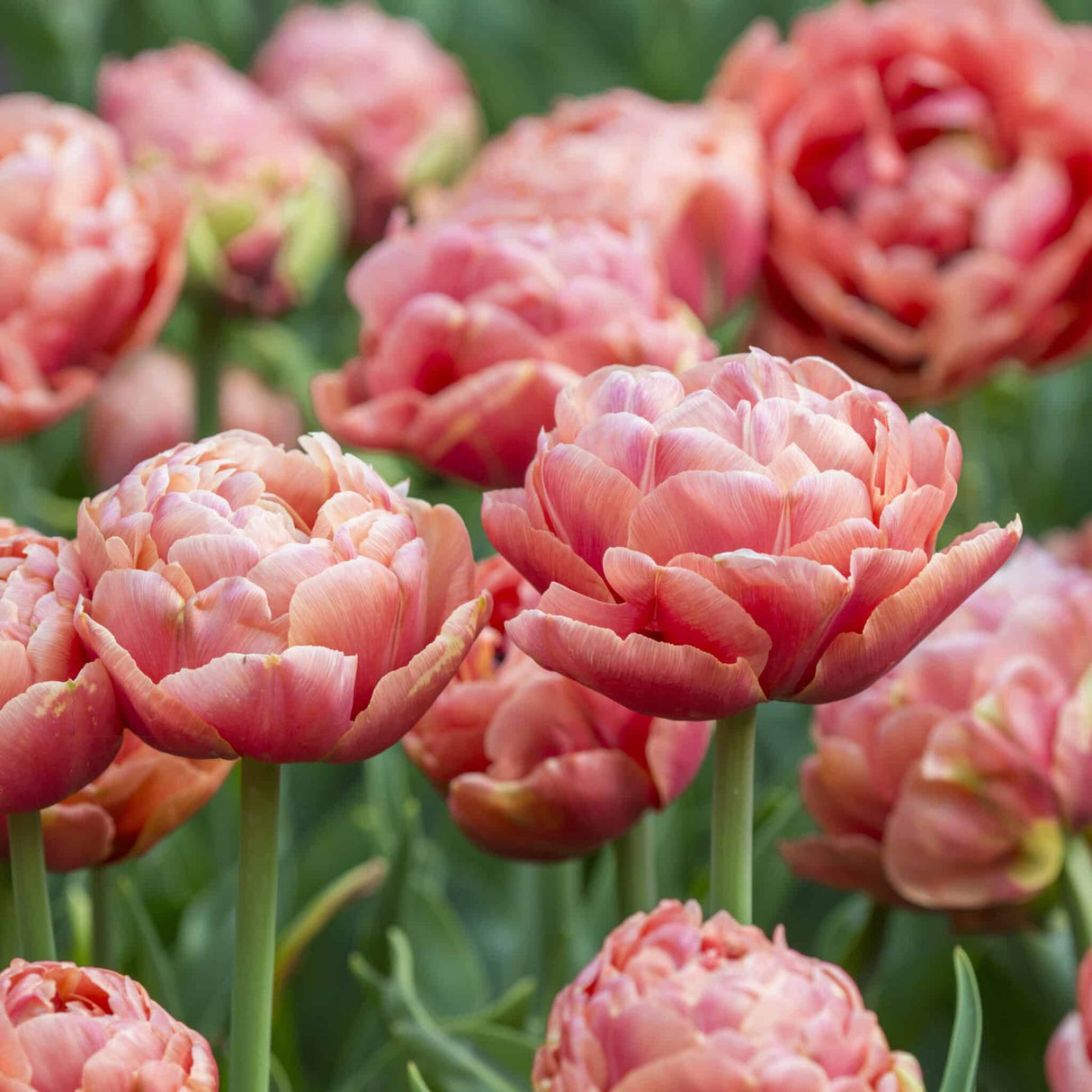 Tulipan 'Copper Image'