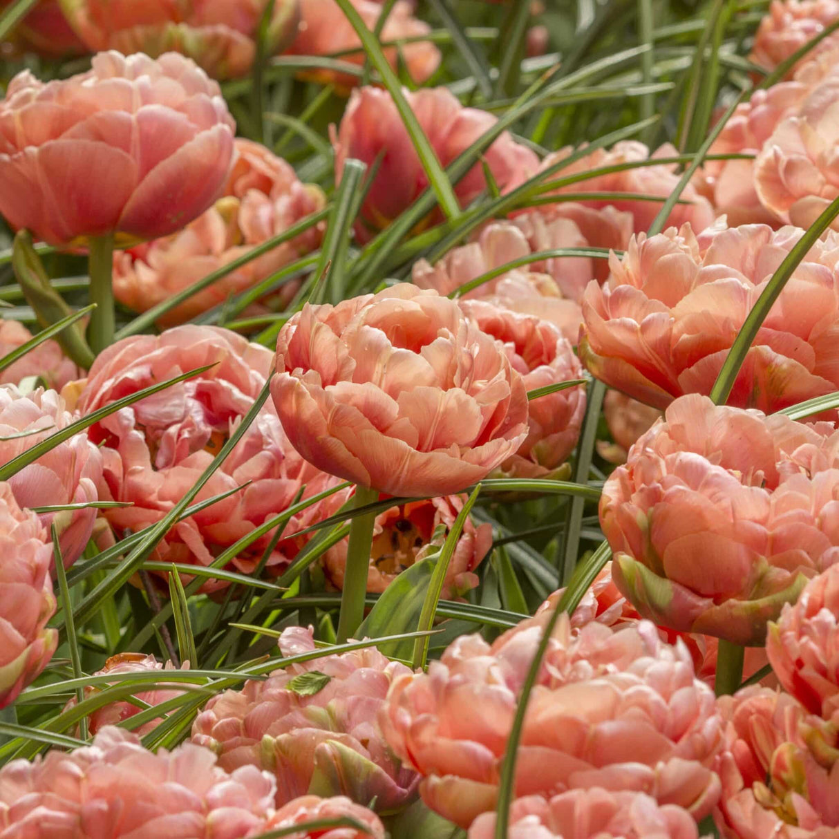 Tulipan 'Copper Image'