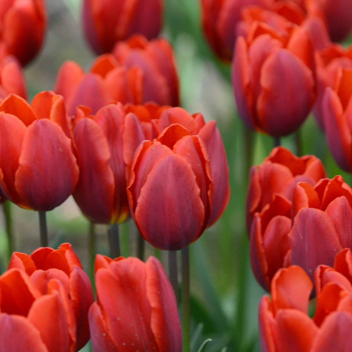 Tulipan 'Couleur Cardinal'