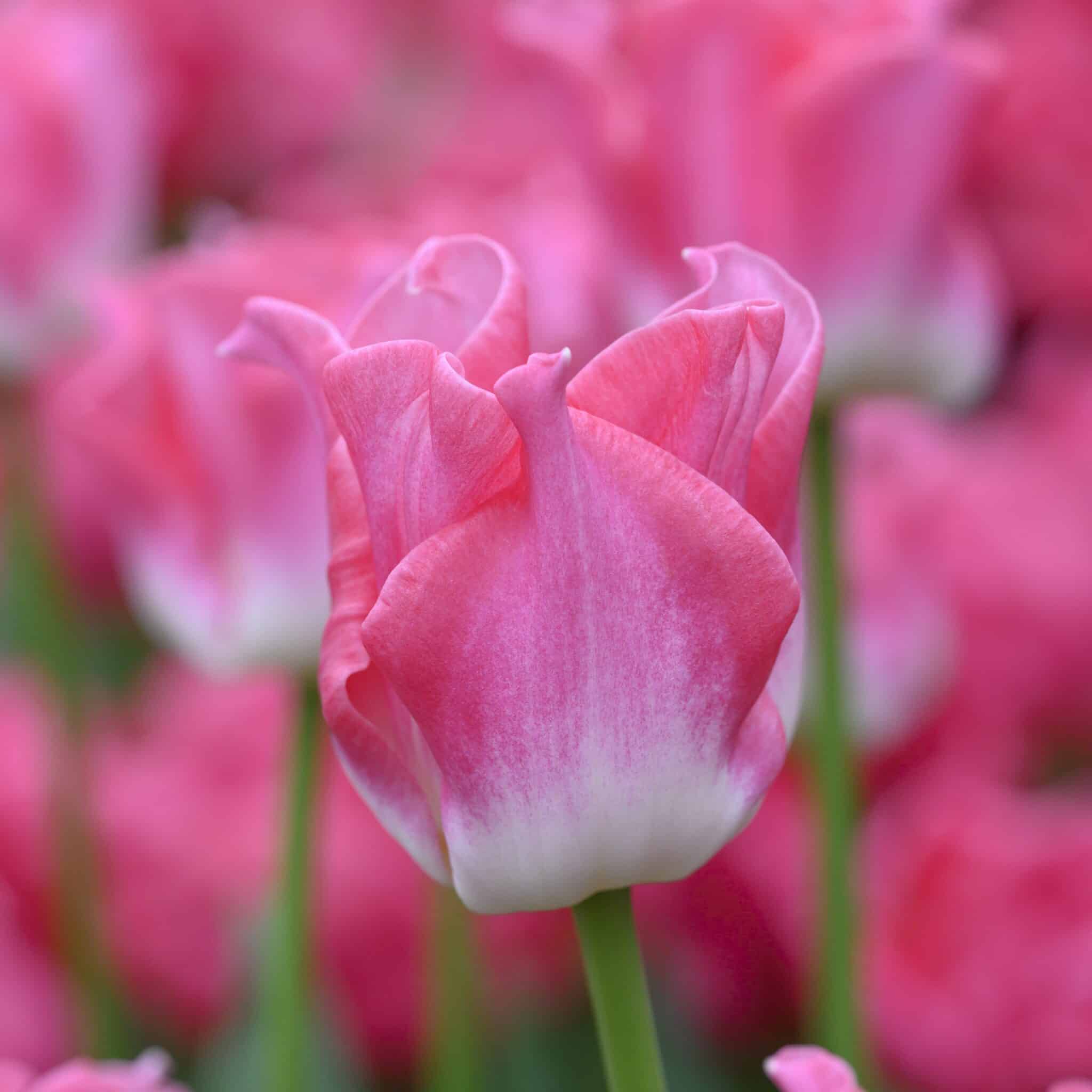 Tulipan 'Crown of Dynasty'