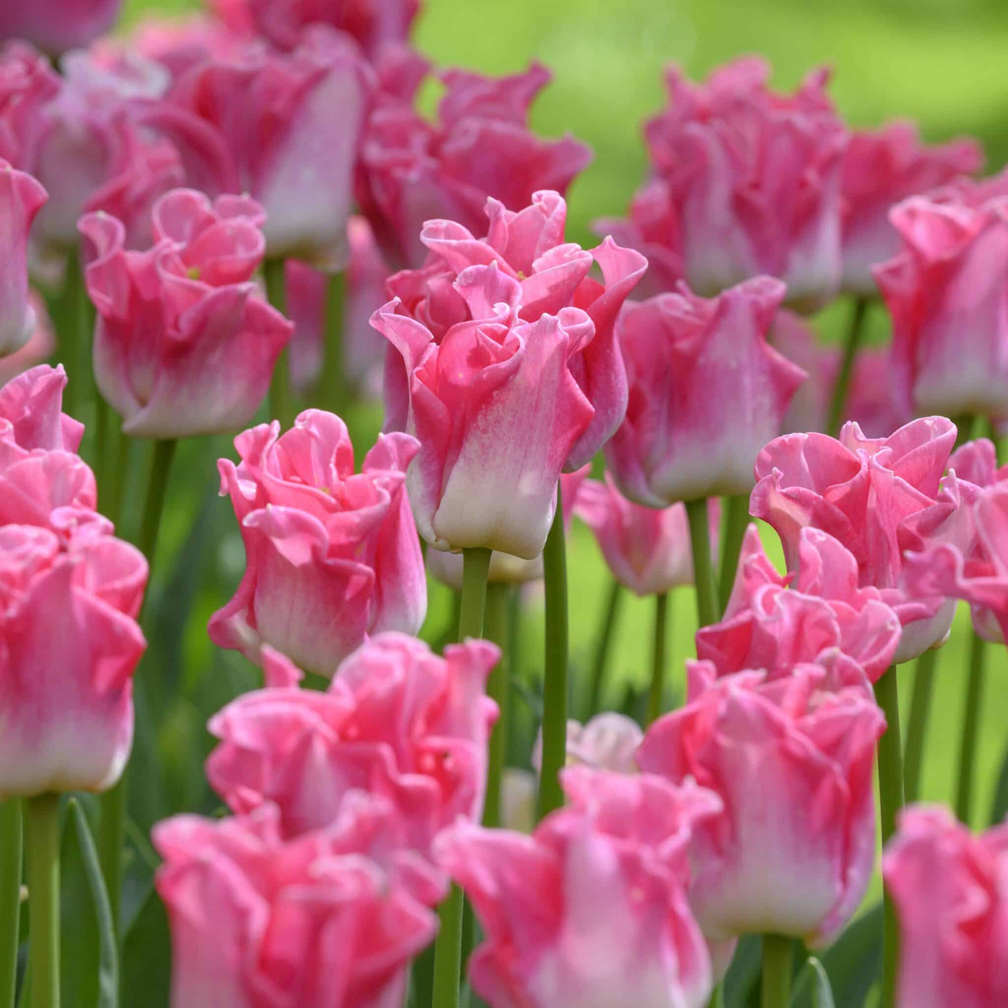 Tulipan 'Crown of Dynasty'