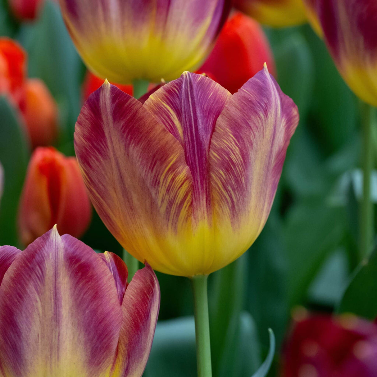 Tulipan 'Disaronno'