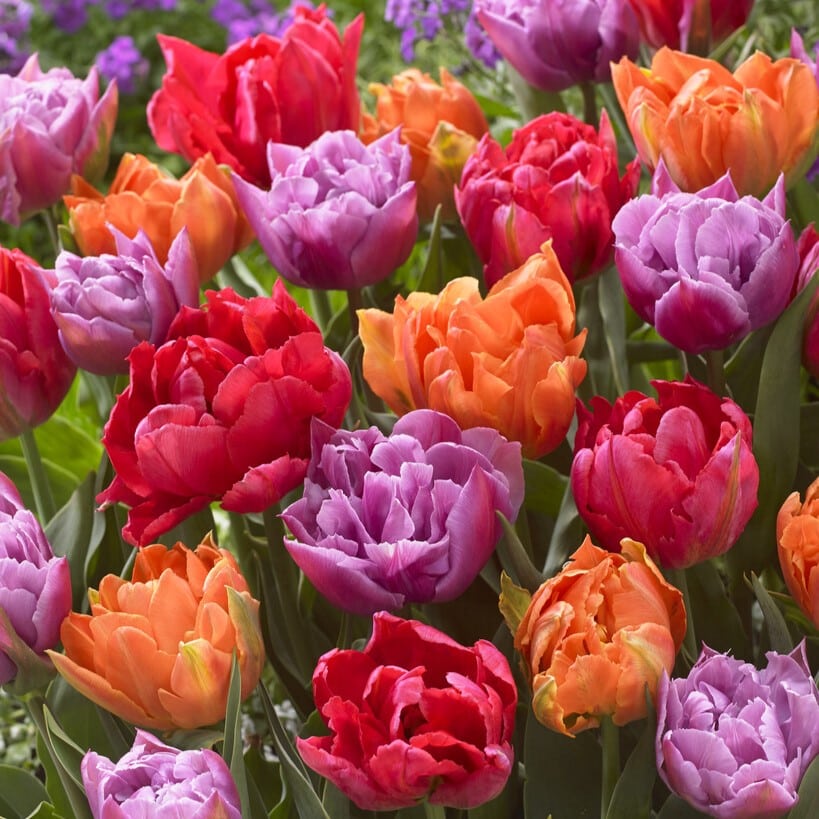 Tulipan 'Dobbelt Tidlig Blomstrende Mix'