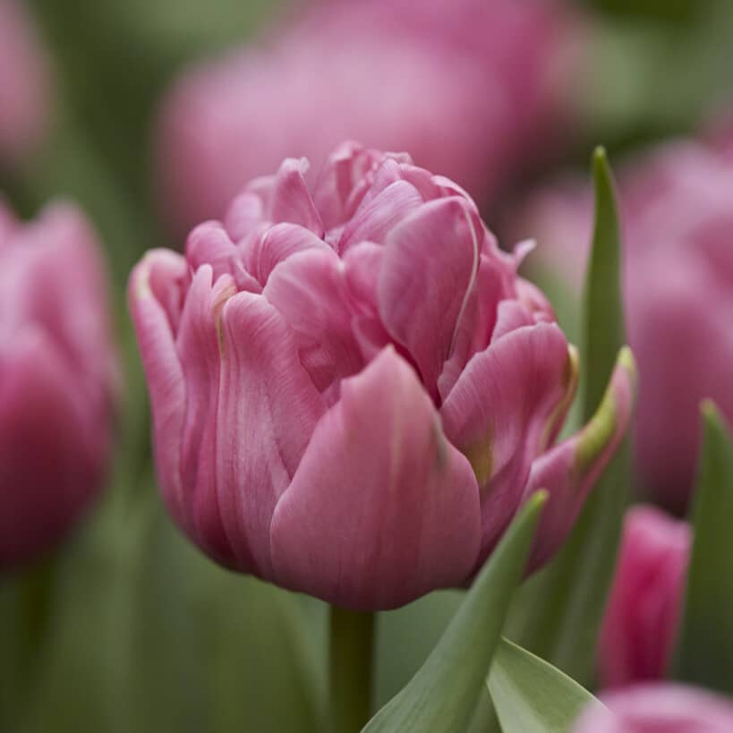 Tulipan 'Double You'