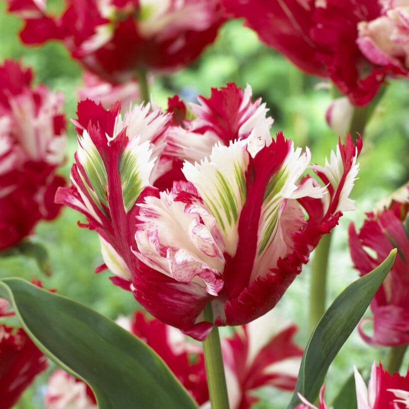 Tulipan 'Estella Rijnveld'