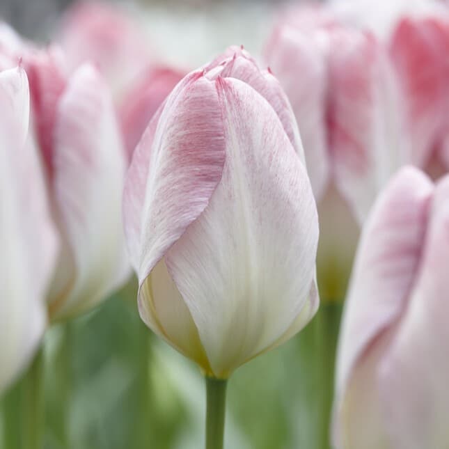 Tulipan 'Flaming Purissima'