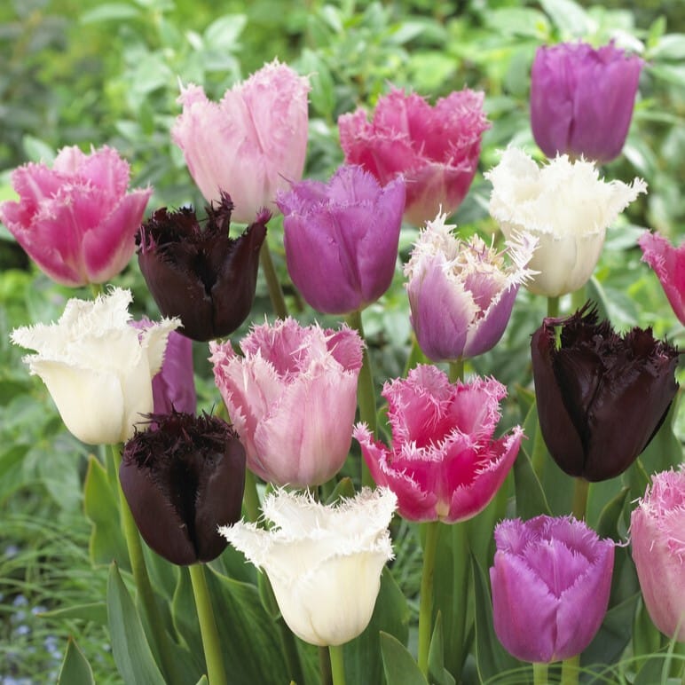Tulipan 'Frynset Mix'