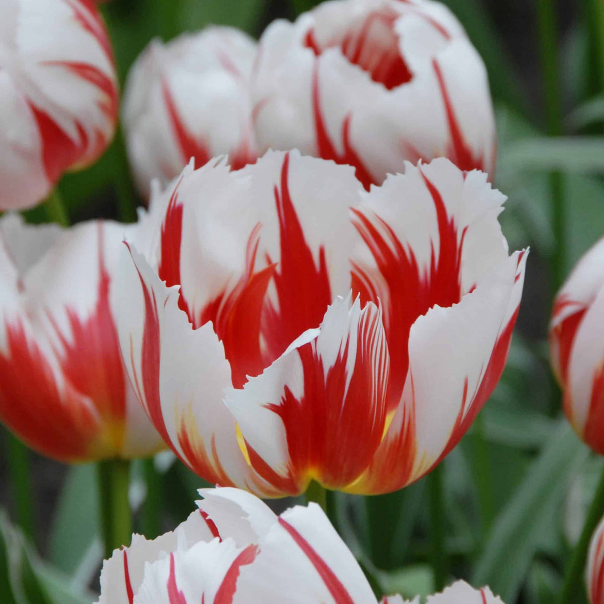 Tulipan 'Happy Generation'