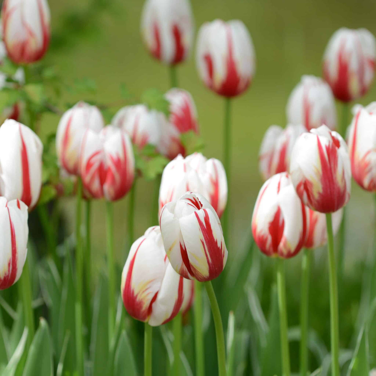 Tulipan 'Happy Generation'