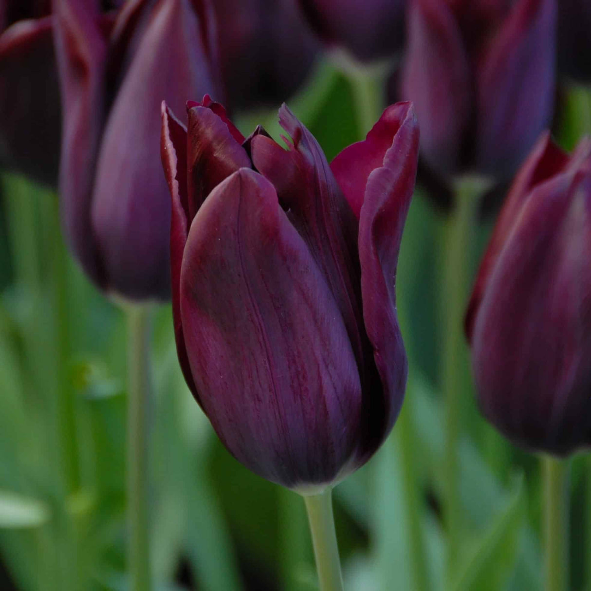 Tulipan 'Havran'