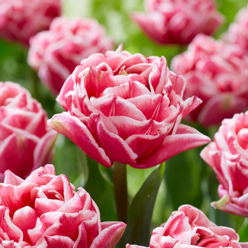 Tulipan 'Let's Dance'