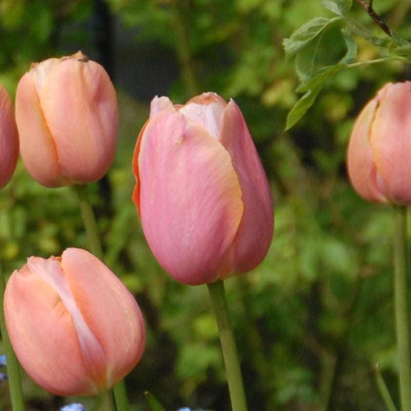 Tulipan 'Menton'