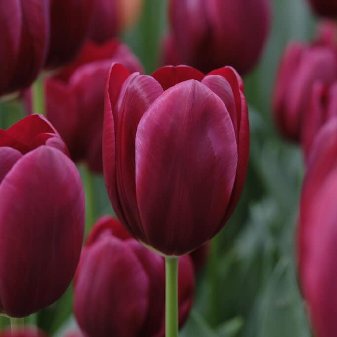 Tulipan 'National Velvet'