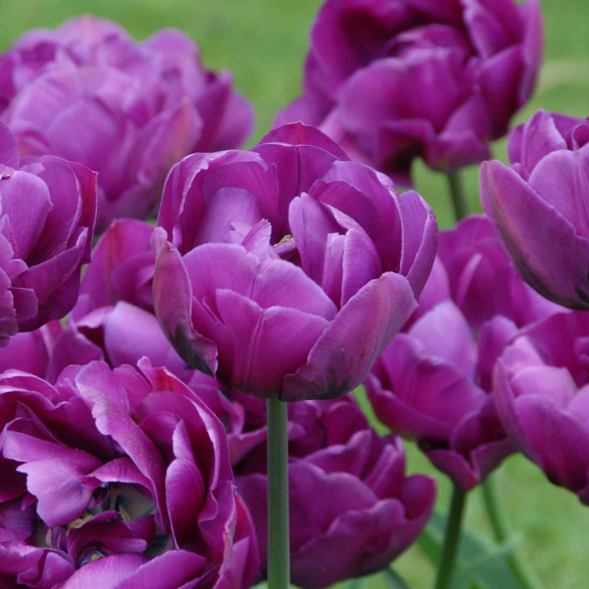 Tulipan 'Negrita Double'