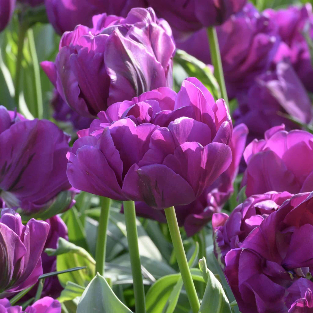 Tulipan 'Negrita Double'