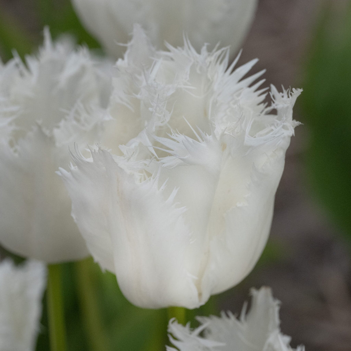 Tulipan 'Noordeinde'