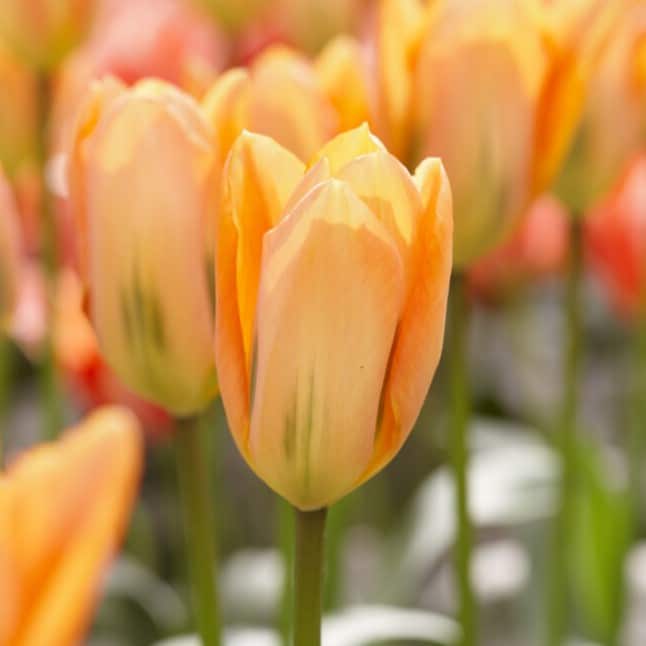 Tulipan 'Orange Emperor'