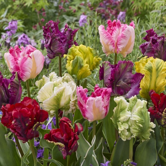 Tulipan 'Papegøje Mix'