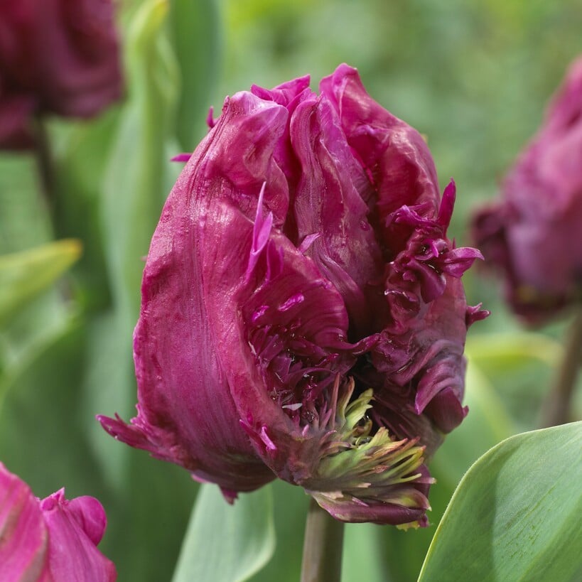 Tulipan 'Parrot Prince'