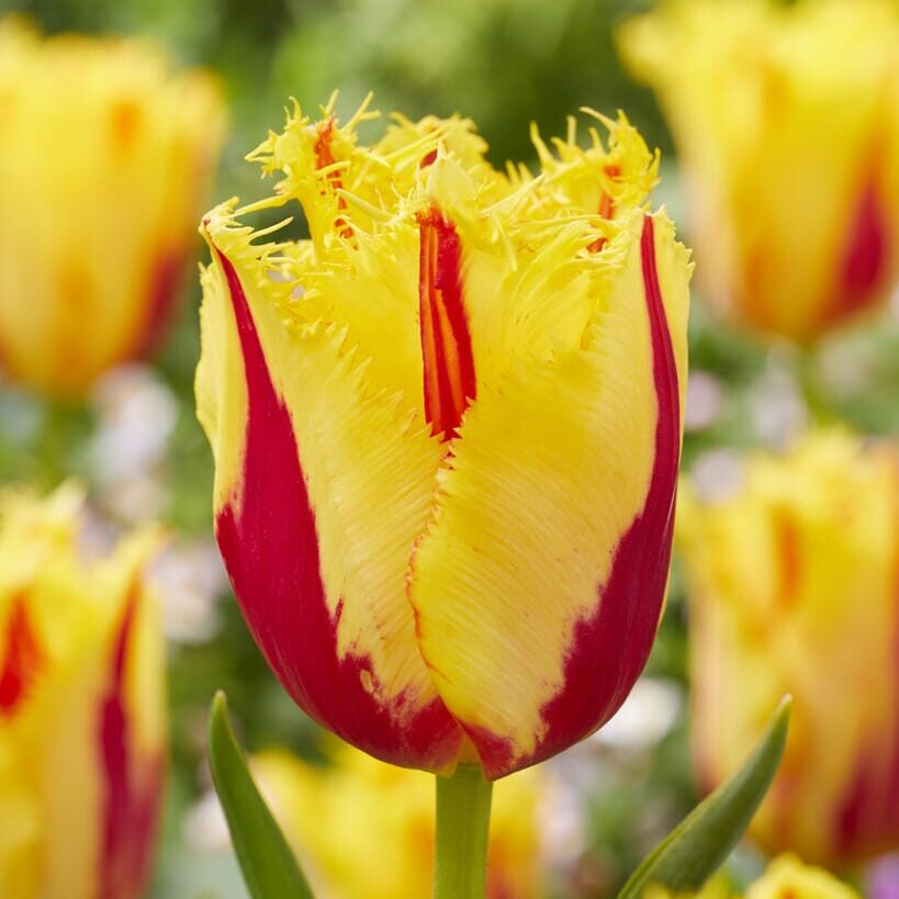 Tulipan 'Party Clown'