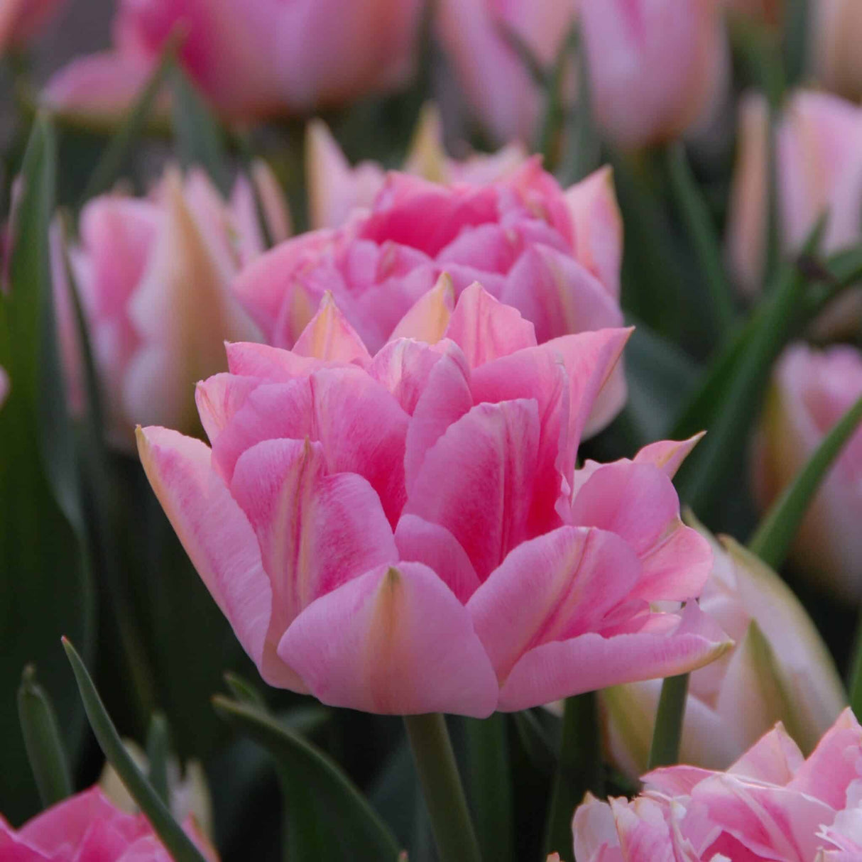 Tulipan 'Peach Blossom'