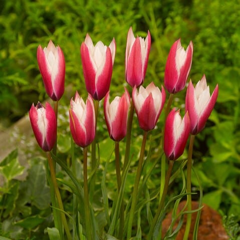 Tulipan clusiana 'Peppermint Stick'