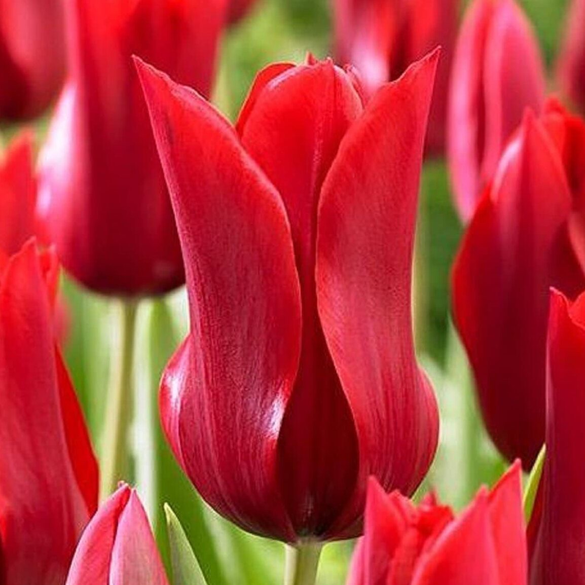Tulipan 'Pretty Woman'