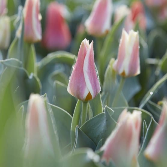 Tulipan 'Quebec'