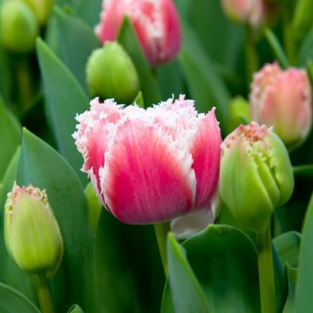 Tulipan 'Queensland'