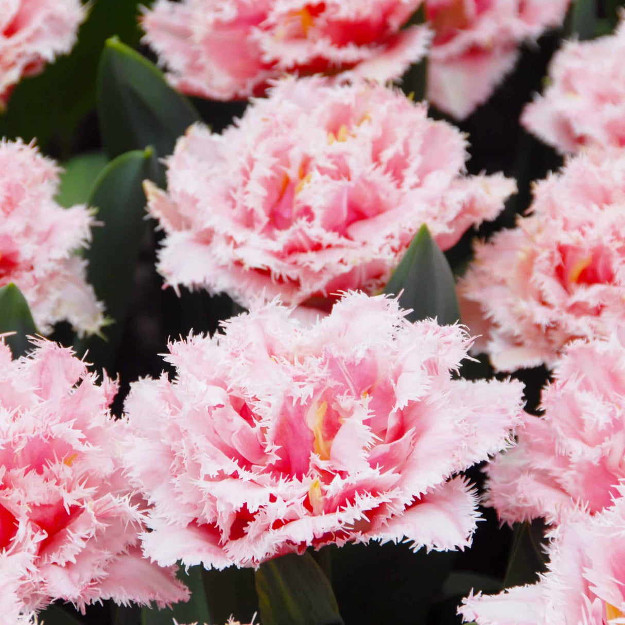 Tulipan 'Queensland'