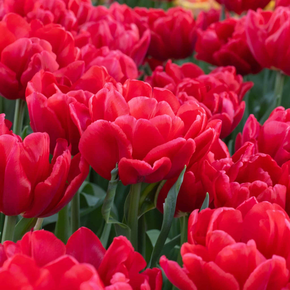Tulipan 'Red Foxtrot'