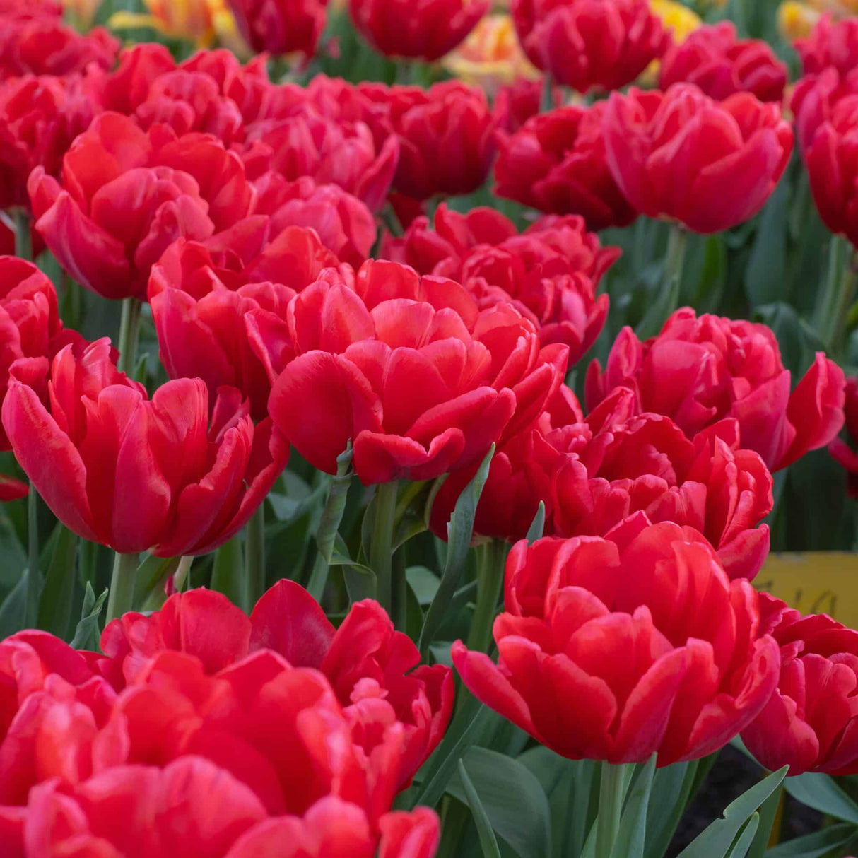 Tulipan 'Red Foxtrot'