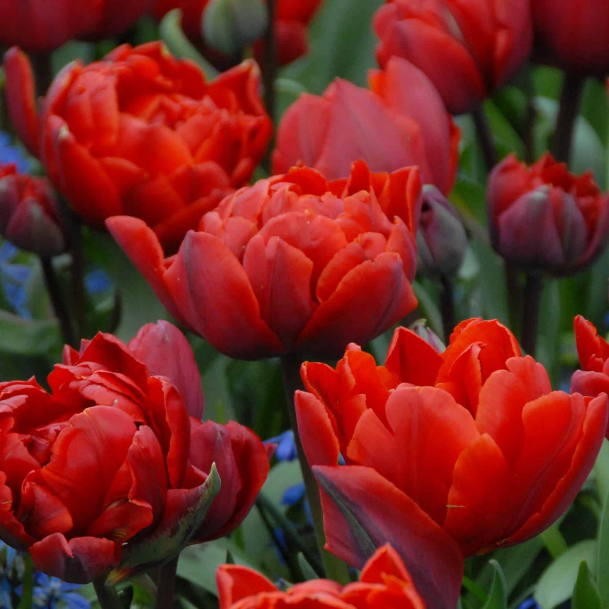 Tulipan 'Red Princess'