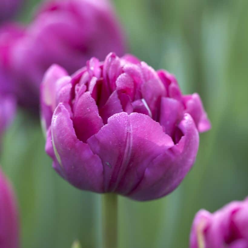 Tulipan 'Royal Acres'